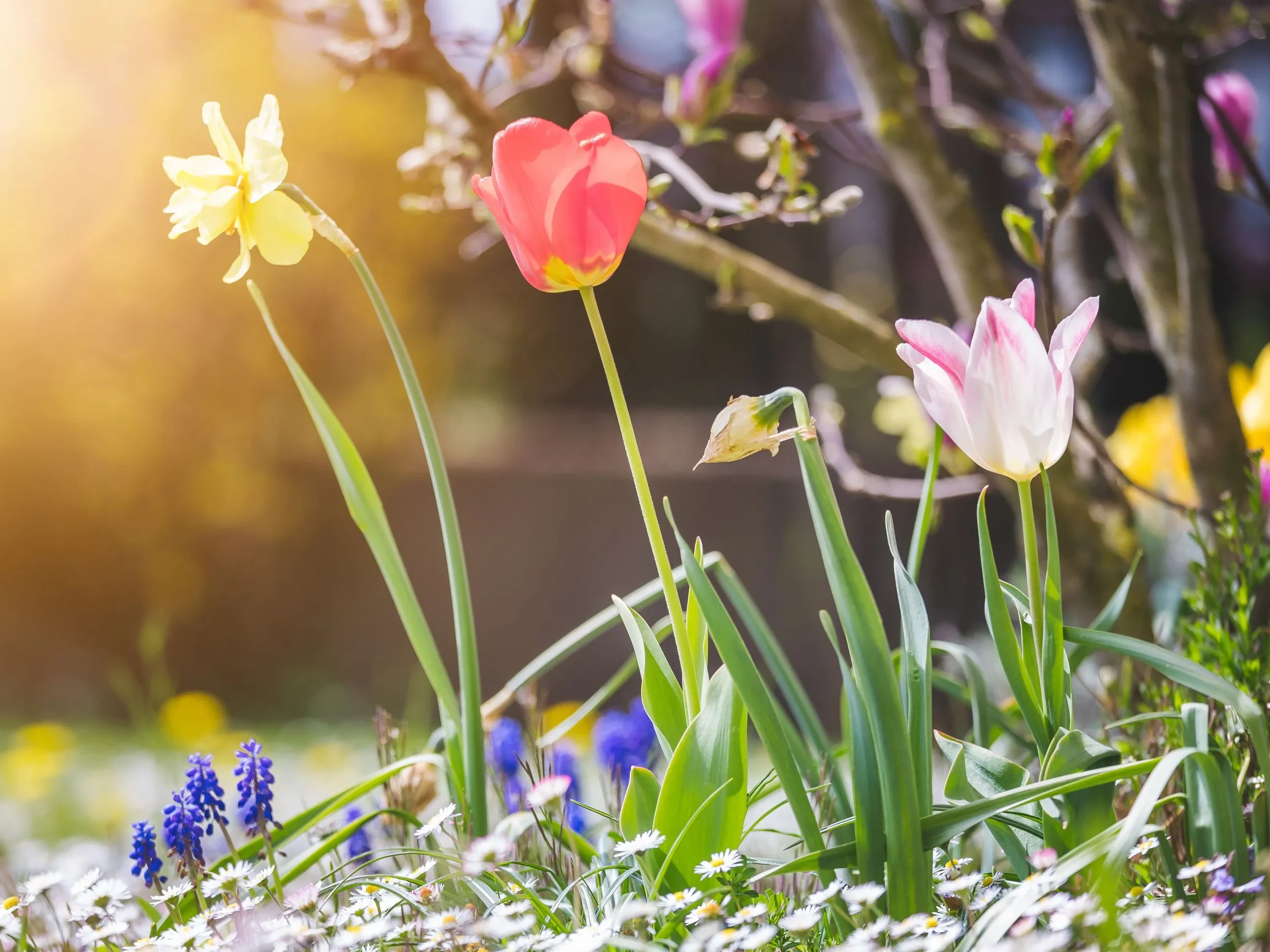 Frühlingsblumen auf einer Wiese