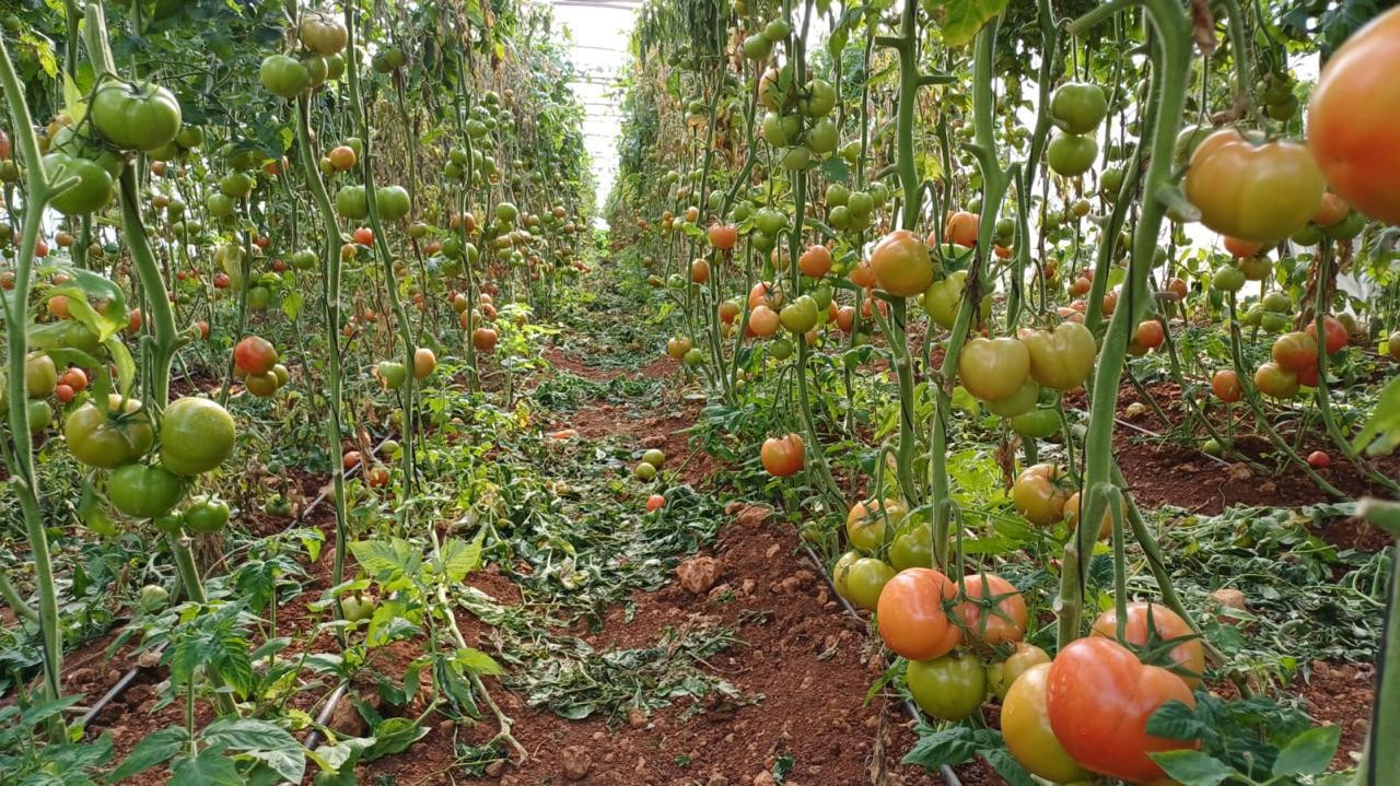 Tomatenplantage